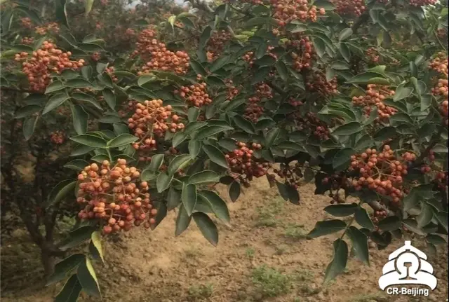 38年，这趟慢火车13870次进出太行山