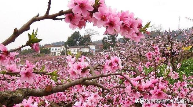 龙泉驿，车轮上的桃花源，中国水蜜桃之乡，西部最大的国际汽车城