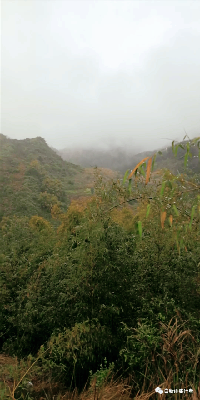 旅行者白新雨从重庆梁平区去四川大竹县，穿行在百里竹海美美哒