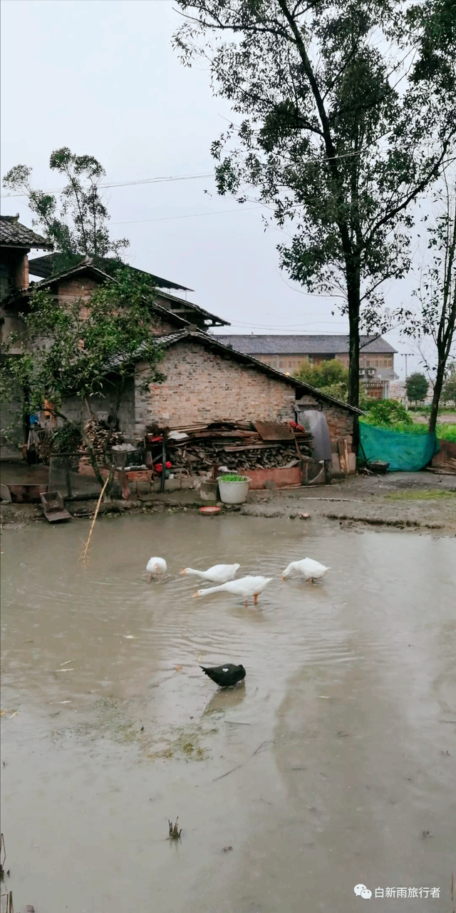 旅行者白新雨从重庆梁平区去四川大竹县，穿行在百里竹海美美哒