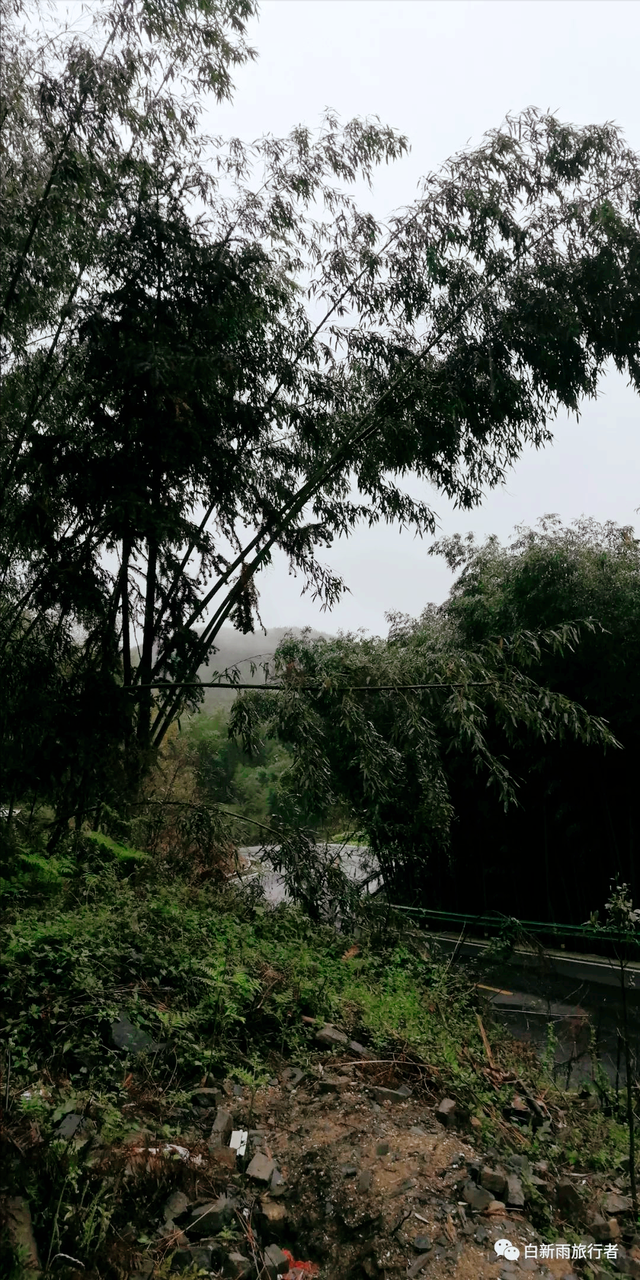 旅行者白新雨从重庆梁平区去四川大竹县，穿行在百里竹海美美哒