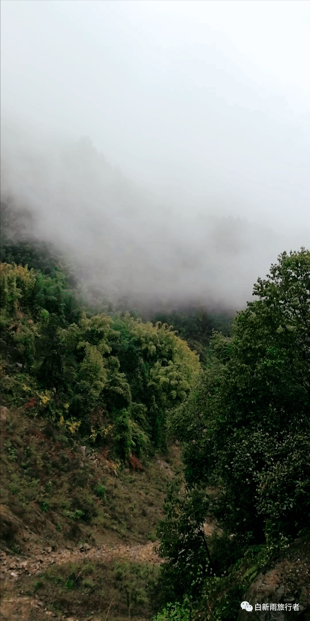 旅行者白新雨从重庆梁平区去四川大竹县，穿行在百里竹海美美哒