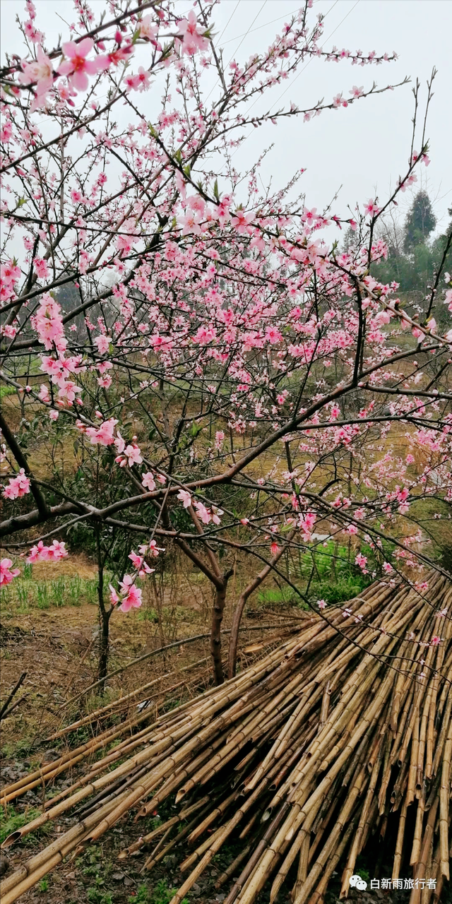 旅行者白新雨从重庆梁平区去四川大竹县，穿行在百里竹海美美哒