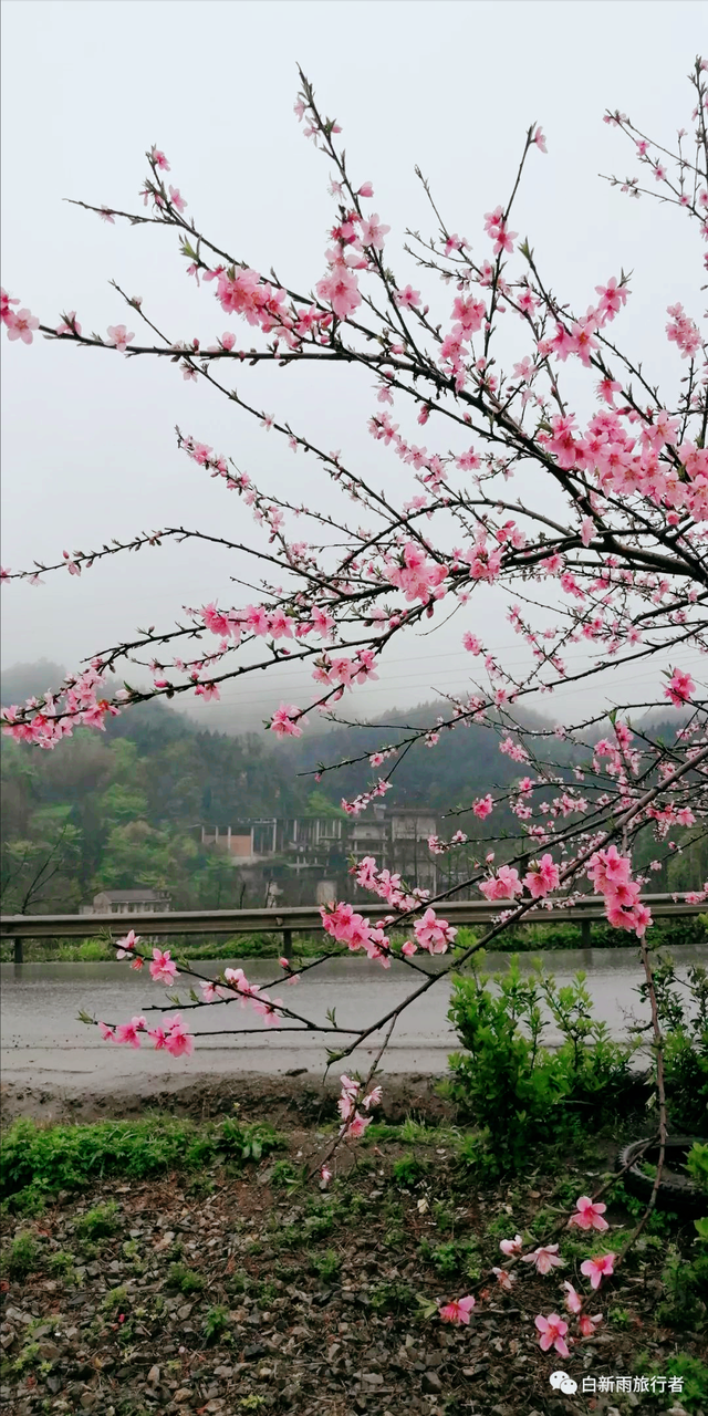 旅行者白新雨从重庆梁平区去四川大竹县，穿行在百里竹海美美哒