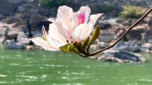 美好生活在云南｜春日来保山芒宽，共赴一场独属于白花的约会