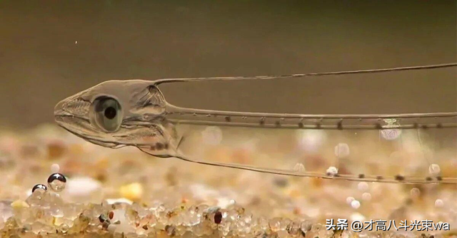 30张惨烈的生物照：大象被鳄鱼咬断鼻子，海象摔下悬崖粉身碎骨