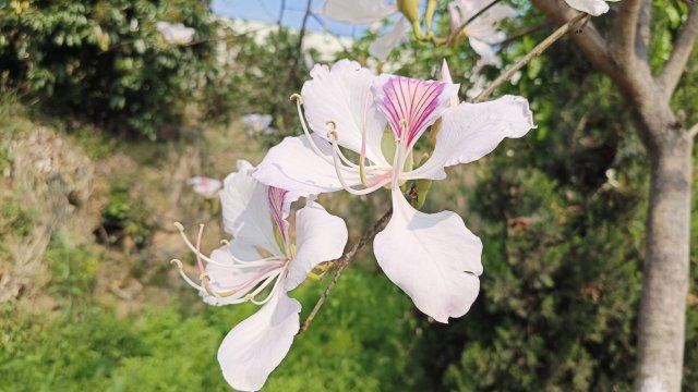 美好生活在云南｜春日来保山芒宽，共赴一场独属于白花的约会