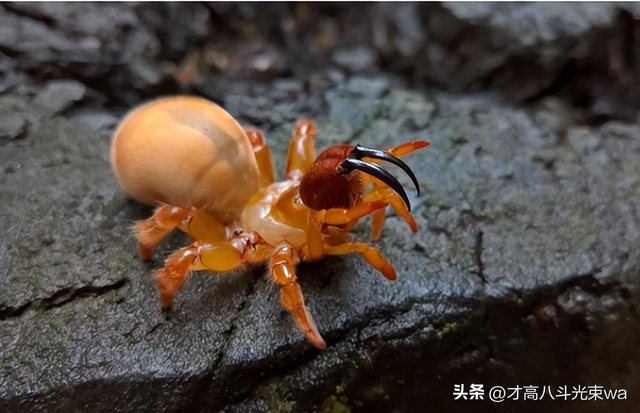 30张惨烈的生物照：大象被鳄鱼咬断鼻子，海象摔下悬崖粉身碎骨