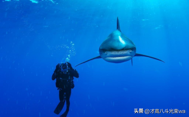 30张惨烈的生物照：大象被鳄鱼咬断鼻子，海象摔下悬崖粉身碎骨