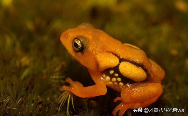 30张惨烈的生物照：大象被鳄鱼咬断鼻子，海象摔下悬崖粉身碎骨